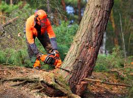 How Our Tree Care Process Works  in  Enosburg Falls, VT